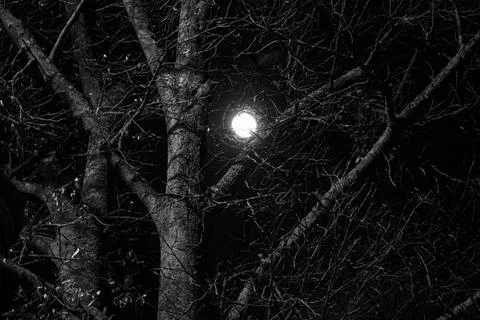 Moon through bare branches Stock Photos