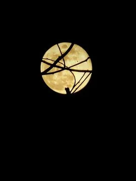 Moon through Branches Fotos de archivo