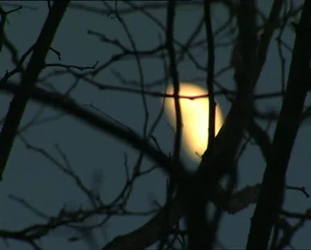 MOON through branches rack focus Stock-Footage 11400330