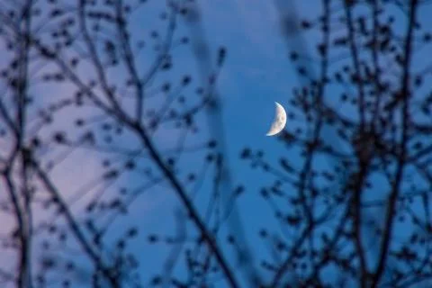 Moon through the branches of trees without leaves Stock Photos