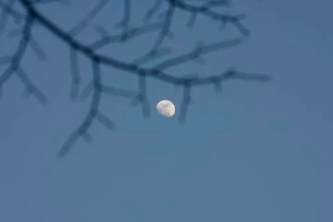 Moon through the branches at twilight Foto stock