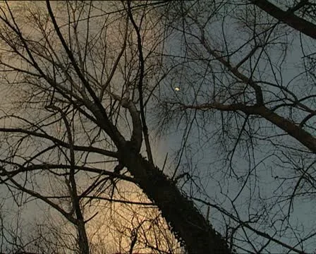 MOON through branches zoom 動画素材 11400304