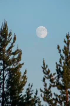 The moon through the crowns of trees. Stock Photos