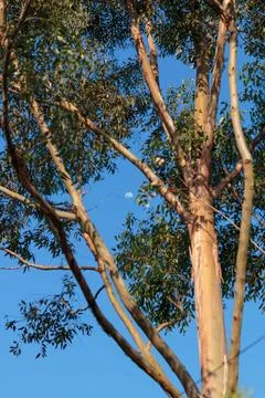 Moon through the eucalyptus branches Stock Photos