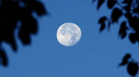 Moon Through Leaves 库存影片 42226642