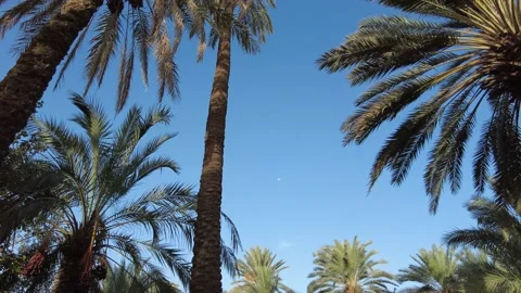 The moon through the palm trees 動画素材 159578041