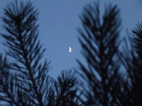 Moon through pine branches at sunset Stock Photos