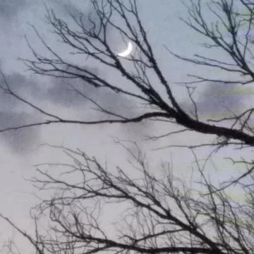 Moon through tree branches Stock Photos