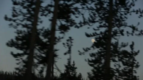 Moon through Tree Drive by Stock Footage 37813127
