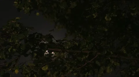 Moon Through Tree II Stock Footage 14833887