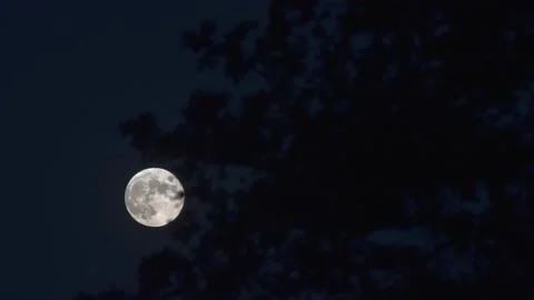 Moon through tree leaves Timelapse Stock Footage 135232200