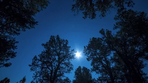 Moon Through Trees 4k Timelapse Stock Footage 119698469