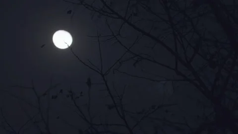 Moon Through Trees Clouds Tracking Shot Constant Focus Stock Footage 234254568