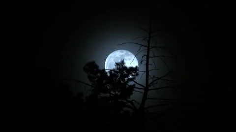 Moon through the trees Stock Footage 1092233
