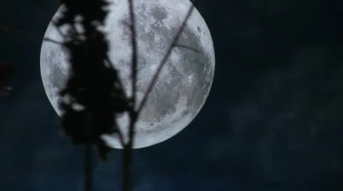 Moon through the trees Stock Footage 1105241