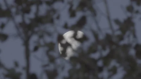 Moon through trees Stock Footage 73338638