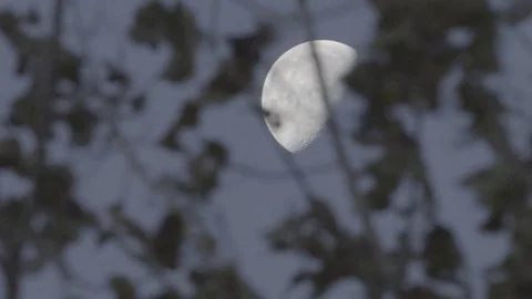 Moon through trees Stock Footage 73338658