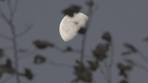 Moon through trees Stock Footage 73338694
