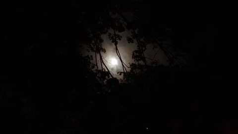 Moon Through the Trees Stock Footage 106779487