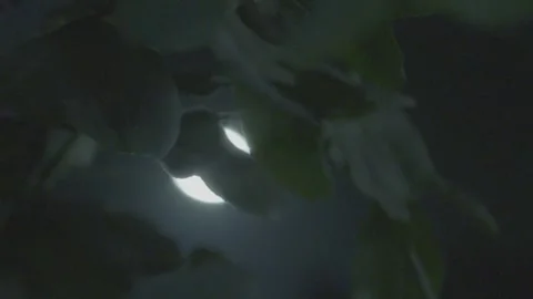 Moon through the trees Video stock 244659268
