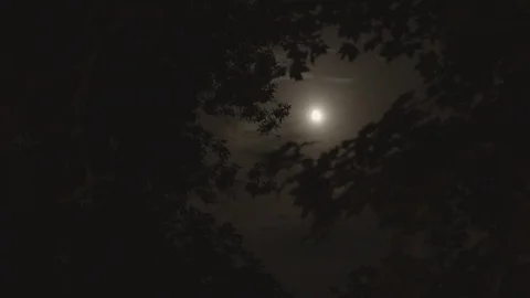 Moon through trees less clouds tracking shot constant focus Stock Footage