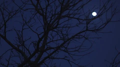 Moon through the trees at night Stock Footage 46744962