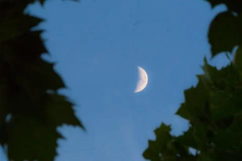 Moon through trees Stock Photos