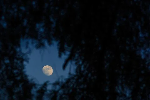 The moon through the trees Stock Photos
