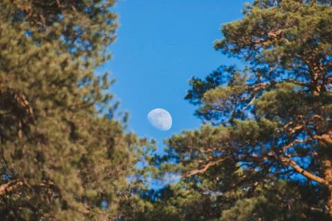 The moon through the trees Stock Photos