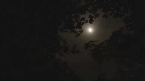 Moon through trees tracking shot rack focus Stock Footage 86922401