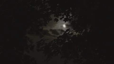 Moon through trees tracking shot foreground focus Stock Footage