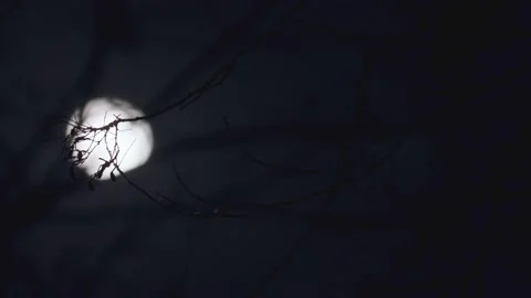 Moon Through Trees Tracking Shot Rack Focu Stock Footage 234254569