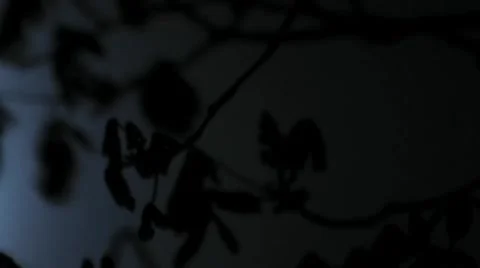 Moon Timelapse Behind Leaves Stock Footage 976582