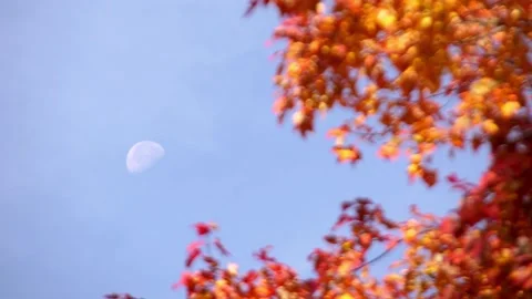 Moon Timelapse Moving Through Autumn Tree Branches During the Day Stock Footage 219269589