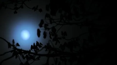 Moon timelapse with silhouette branches Stock Footage 976615