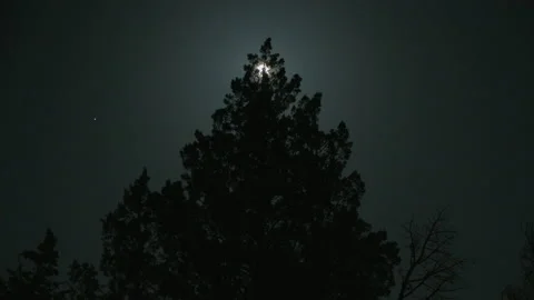 Moon Tree 01 Stock Footage 134408293