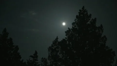 Moon Tree 03 Stock Footage