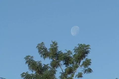 MOON TREE DAY TRIO Stock Footage 621038
