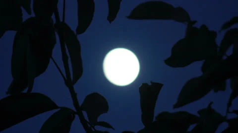 Moon in tree Stock Footage 25848468