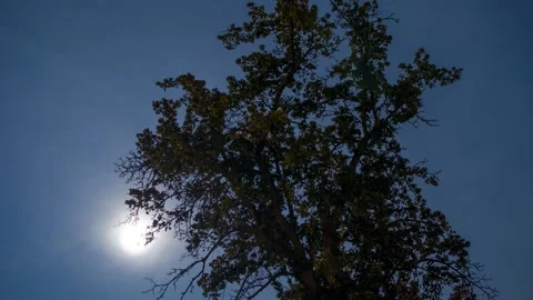 MOON TREE NIGHT TIME-LAPSE h264-420 1080p UHQ Stock Footage 157235057
