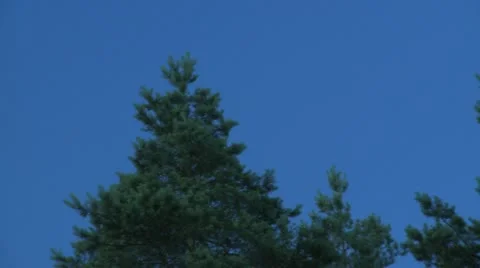 Moon in the trees Stock-Footage 10835122