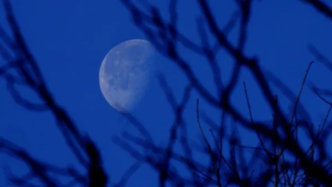 Moon with Trees in the Foreground Video stock 83674050