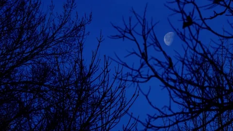 Moon with Trees in the Foreground Video stock 83688780