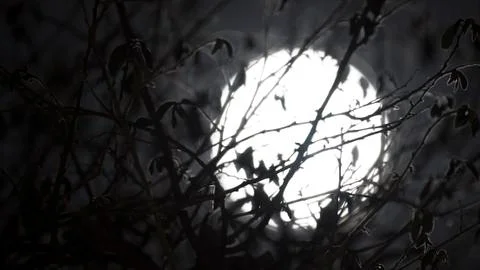 Moon in the Trees  Stock Photos