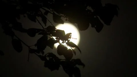 The moon in the treetops Stock Footage 259282016