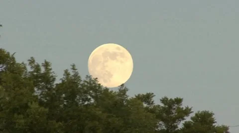 MOON ON TREETOPS - HD 库存影片 8524898