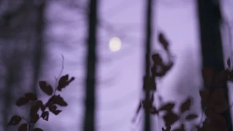 Moon Visible Through Forest Trees Video stock 323015585