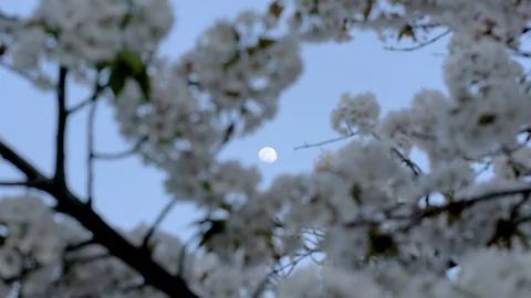 Moon Wandering Through Sakura Tree in Full Bloom - Kyoto, Japan - 4K UHD Stock Footage 106943300
