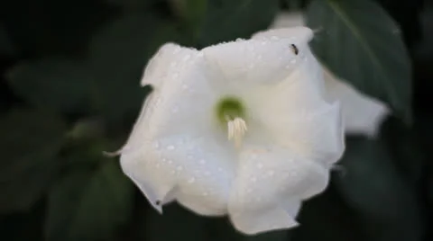 Moonflower with bug and raindrops Video stock 26418944