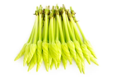 Moonflower Stock Photos